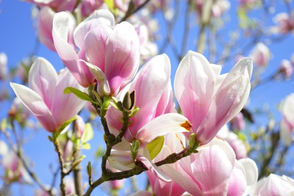 aceite esencial de magnolia